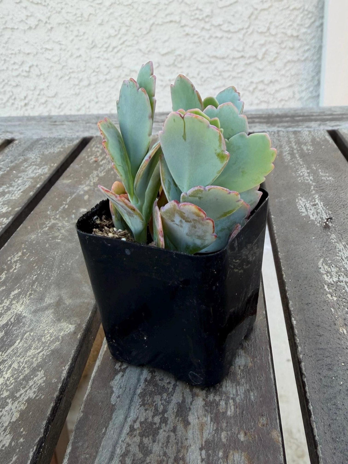 Kalanchoe Scallops 2” | Mother of Thousands Variety | Live Succulent Plant