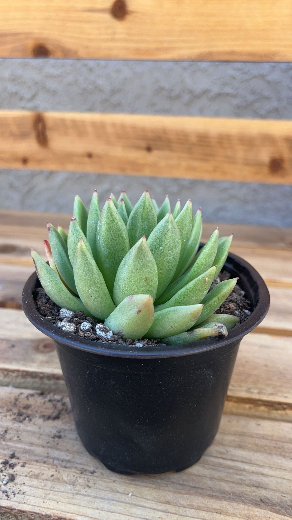 Echeveria agavoides 2” Succulent Compact Rosette Live Indoor Plant Easy‑Care