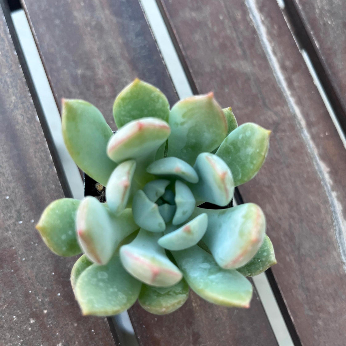 Graptoveria Moonglow Succulent 2"