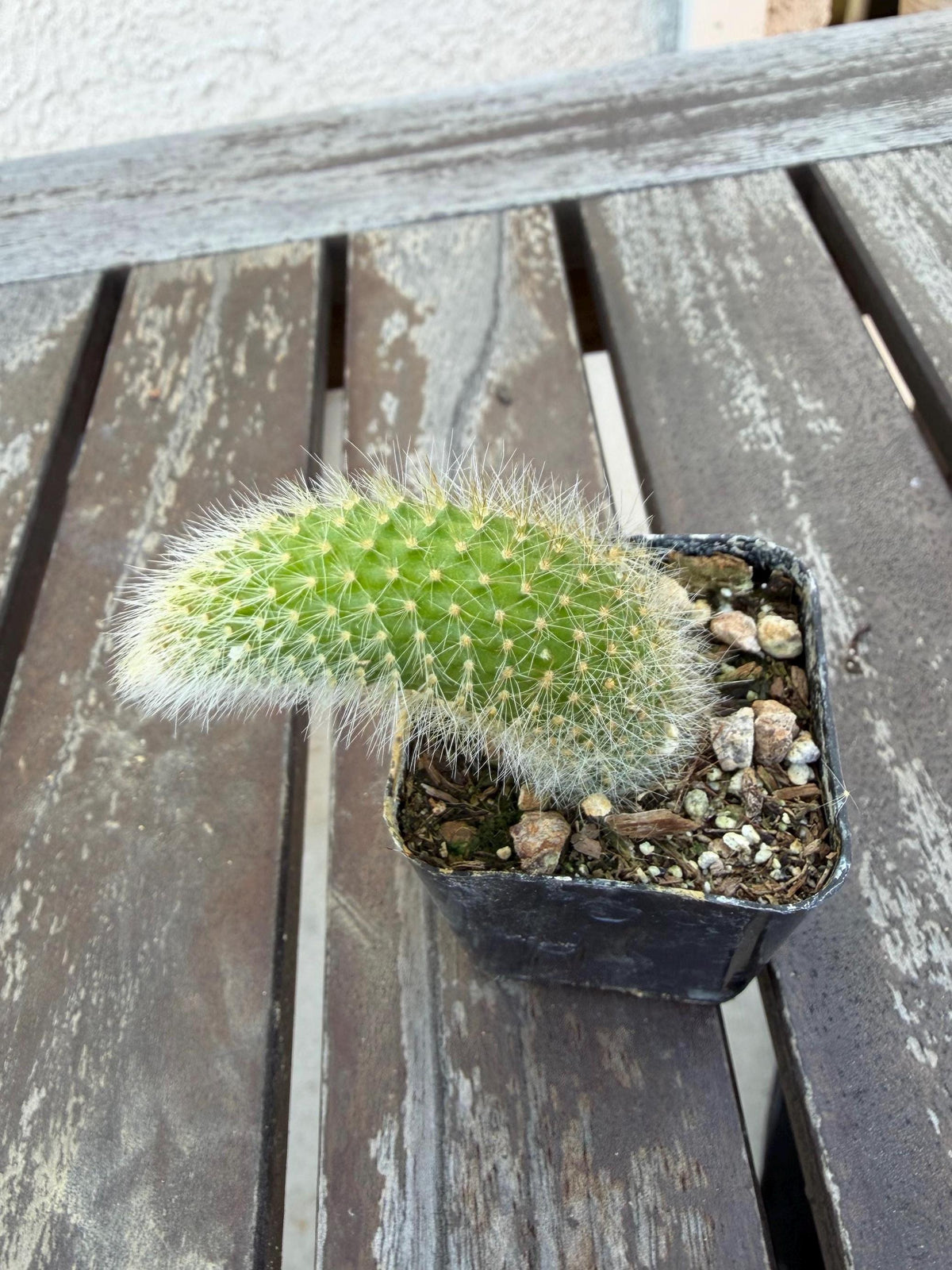 Monkey Tail Cactus 2” | Cleistocactus Winteri | Fuzzy Hanging Cactus | Rare Cactus