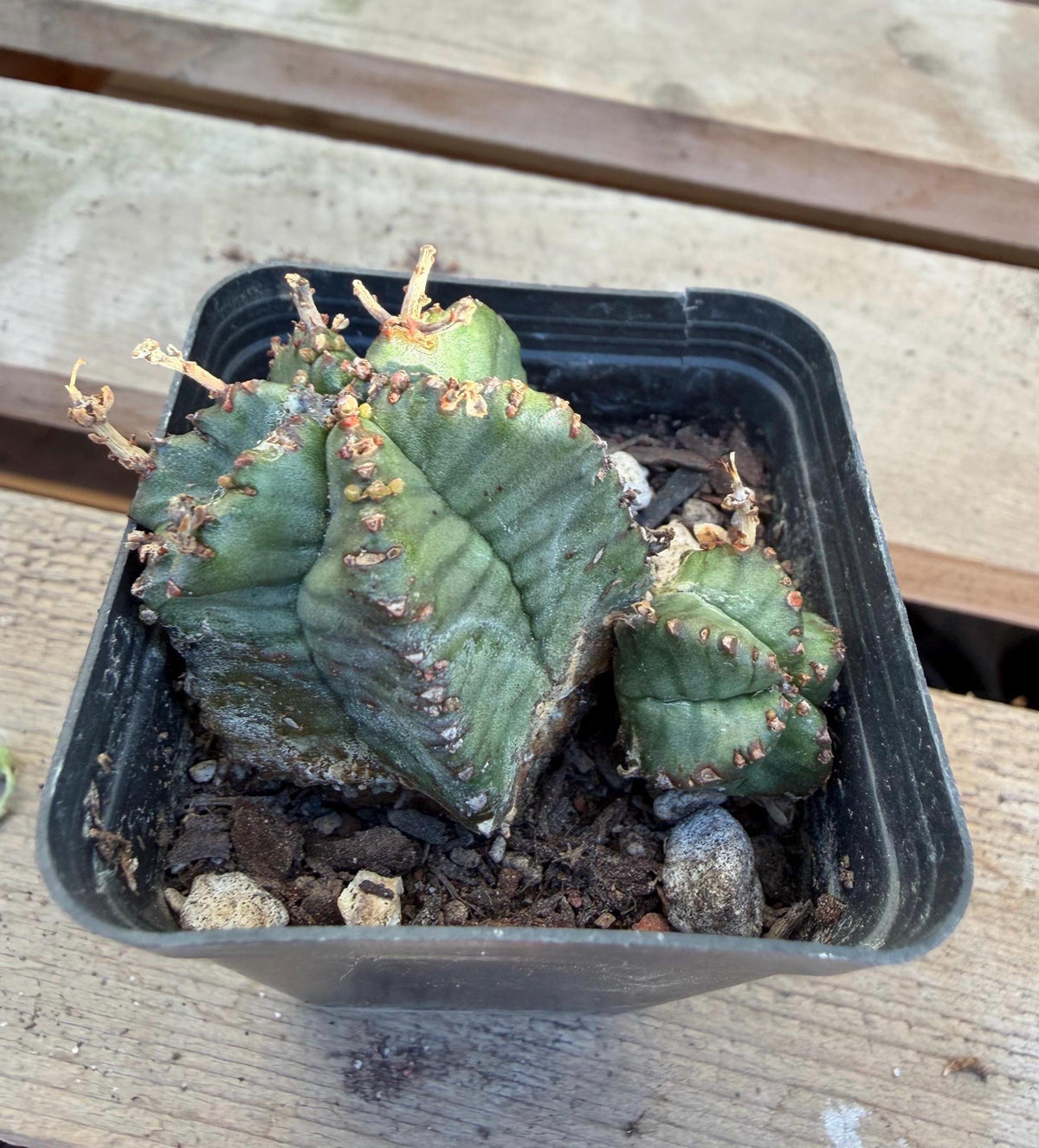 Euphorbia horrida – 2” Cactus | Rare Spiny Blue‑Green Euphorbia | Live Cactus Plant | Drought‑Tolerant Desert Plant