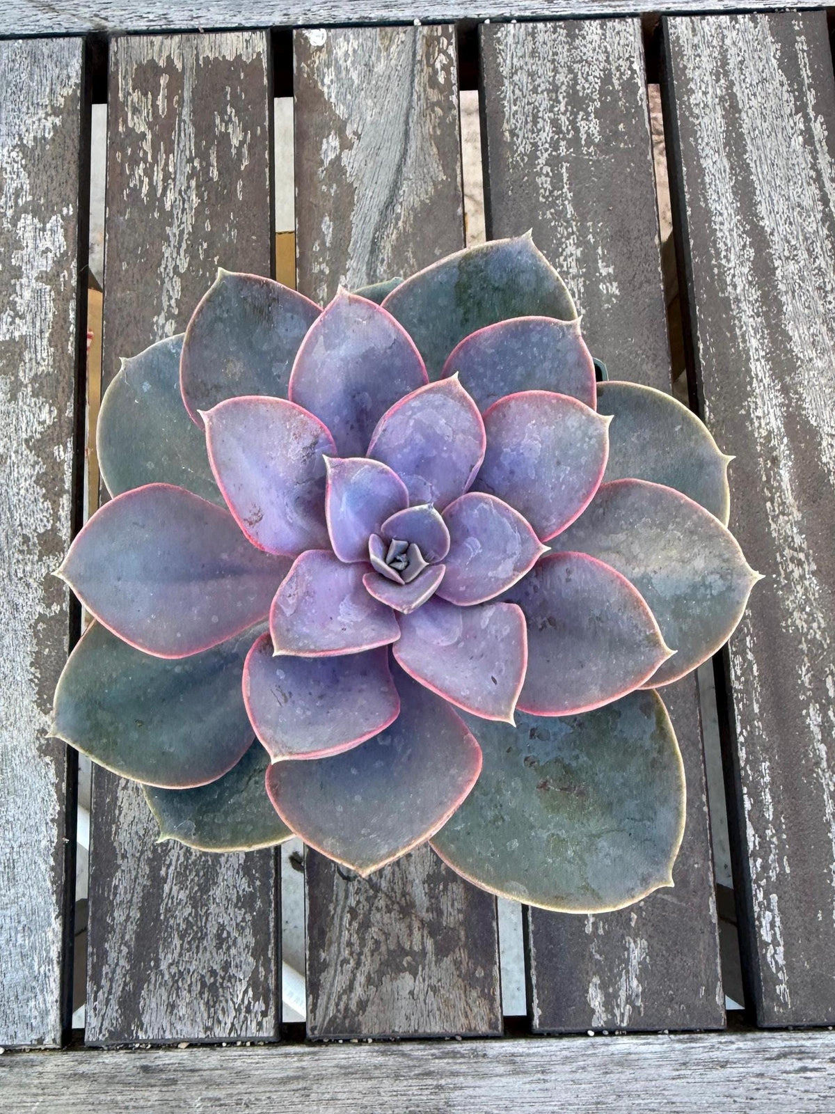 Echeveria Perle von Nurnberg – 6” Large Plant | Pastel Lavender Rosette | Live Succulent | Easy Care Indoor Plant