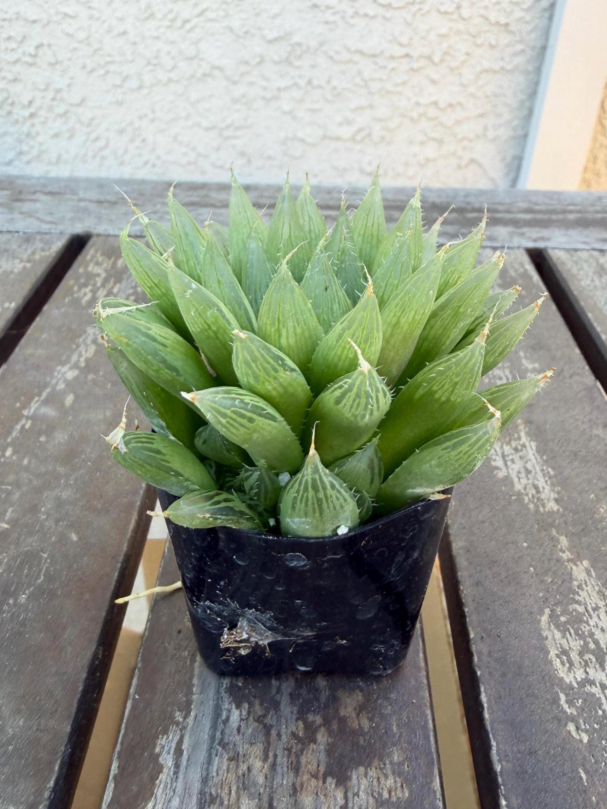 Haworthia cooperi 2" | Rare Transparent Succulent | Crystal Window Plant | Live Indoor Succulent | Easy Care Houseplant | Drought‑Tolerant