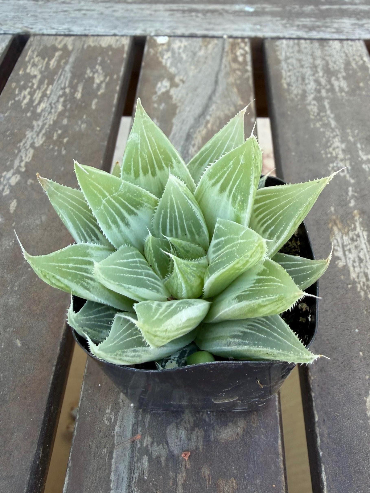 Haworthia retusa ‘White Ghost’ 2"| Rare Variegated Succulent | Collector’s White Haworthia | Live Indoor Plant | Drought‑Tolerant