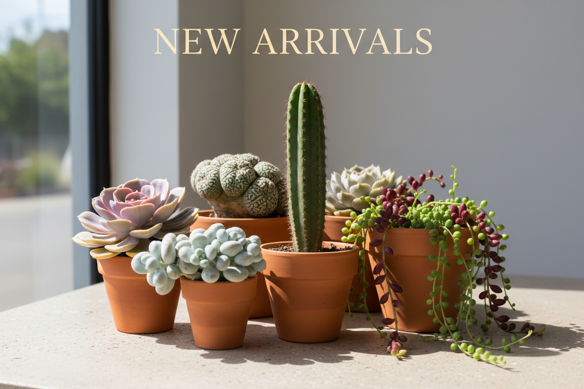 New Arrivals