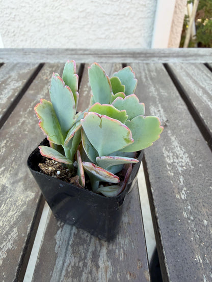 Kalanchoe Scallops 2” | Mother of Thousands Variety | Live Succulent Plant