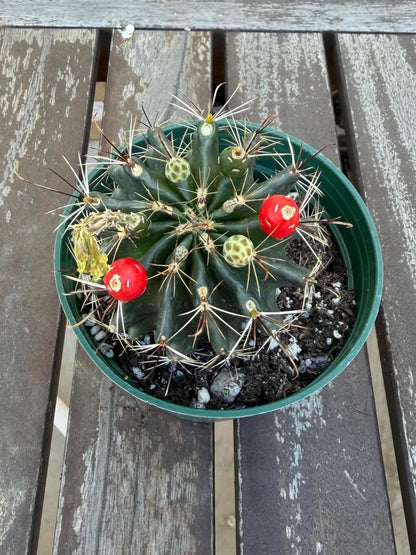 Hematocactus setispinus cv. brevispinus 4" – Rare Mini Cactus | Live Desert Plant | Easy-Care Succulent | Collector’s Cactus
