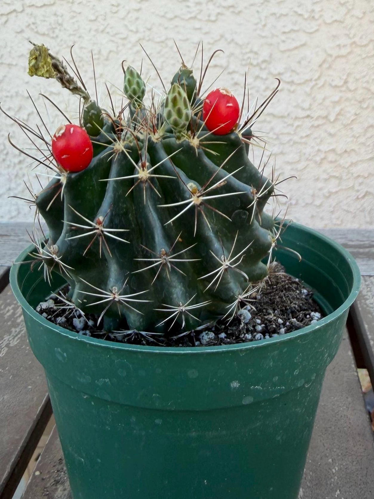 Hematocactus setispinus cv. brevispinus 4" – Rare Mini Cactus | Live Desert Plant | Easy-Care Succulent | Collector’s Cactus