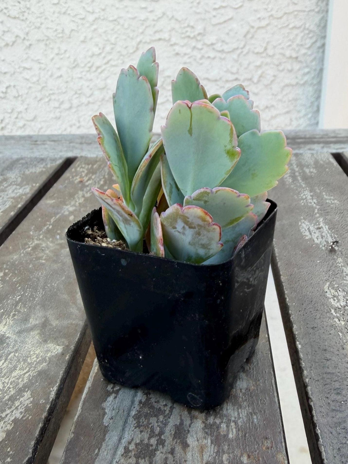 Kalanchoe Scallops 2” | Mother of Thousands Variety | Live Succulent Plant