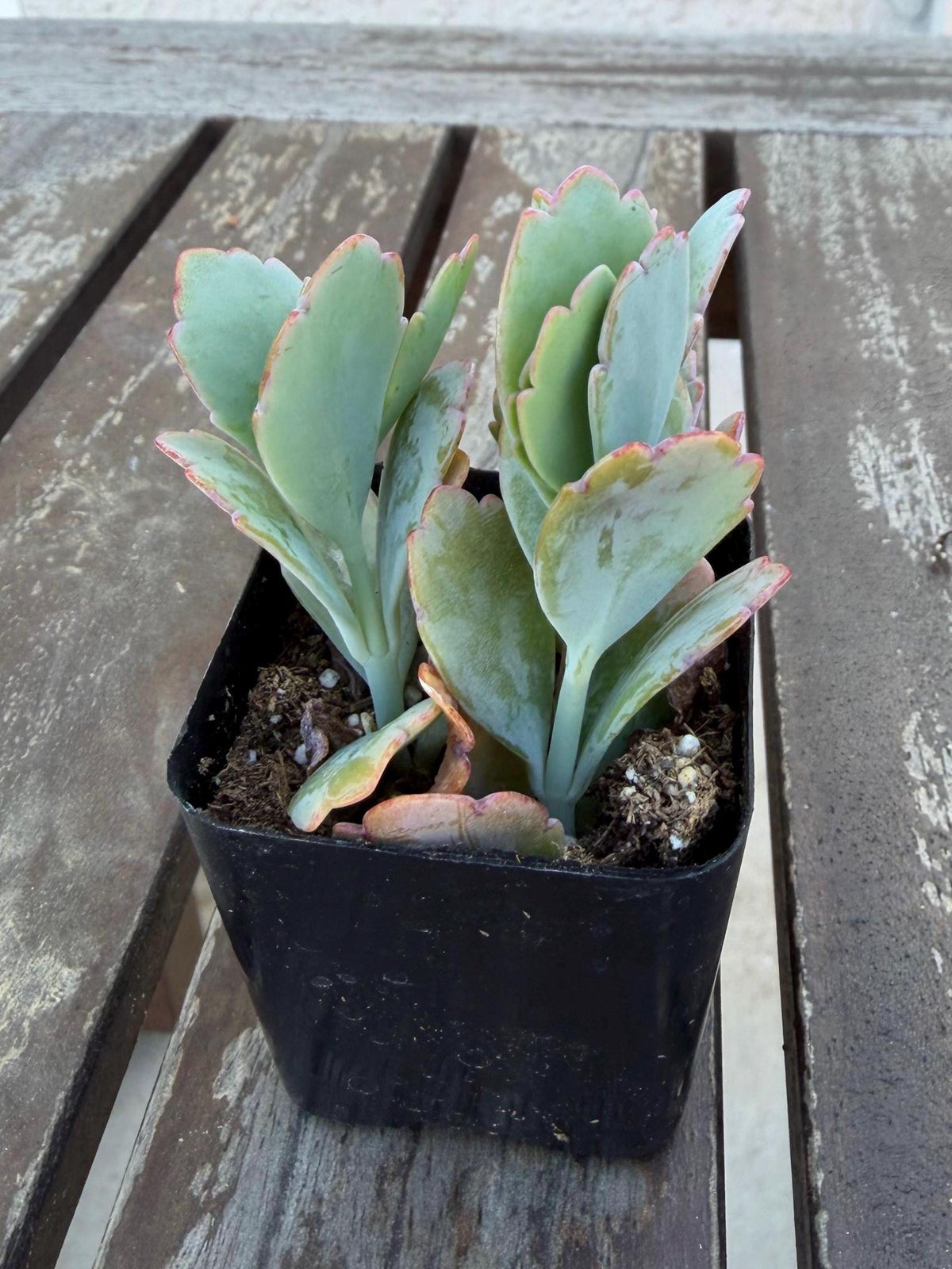 Kalanchoe Scallops 2” | Mother of Thousands Variety | Live Succulent Plant