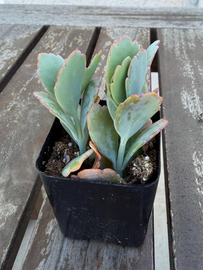 Kalanchoe Scallops 2” | Mother of Thousands Variety | Live Succulent Plant