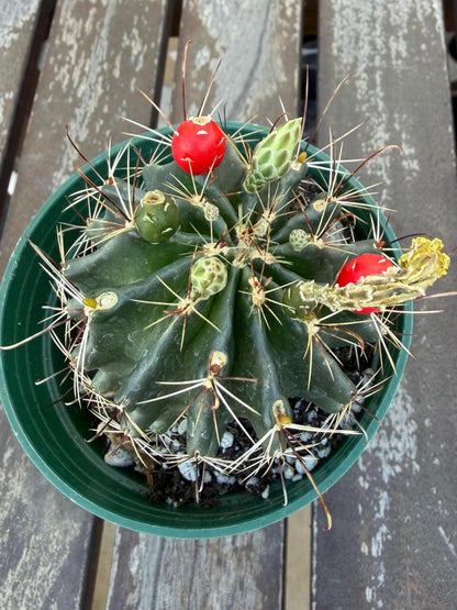 Hematocactus setispinus cv. brevispinus 4" – Rare Mini Cactus | Live Desert Plant | Easy-Care Succulent | Collector’s Cactus
