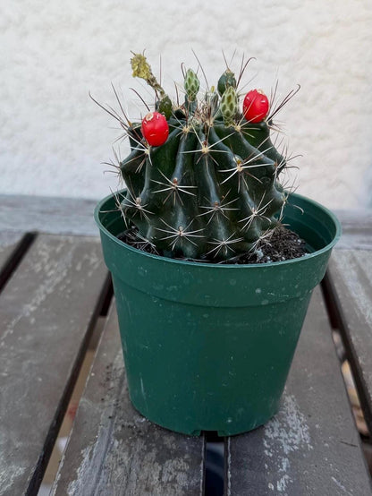 Hematocactus setispinus cv. brevispinus 4" – Rare Mini Cactus | Live Desert Plant | Easy-Care Succulent | Collector’s Cactus