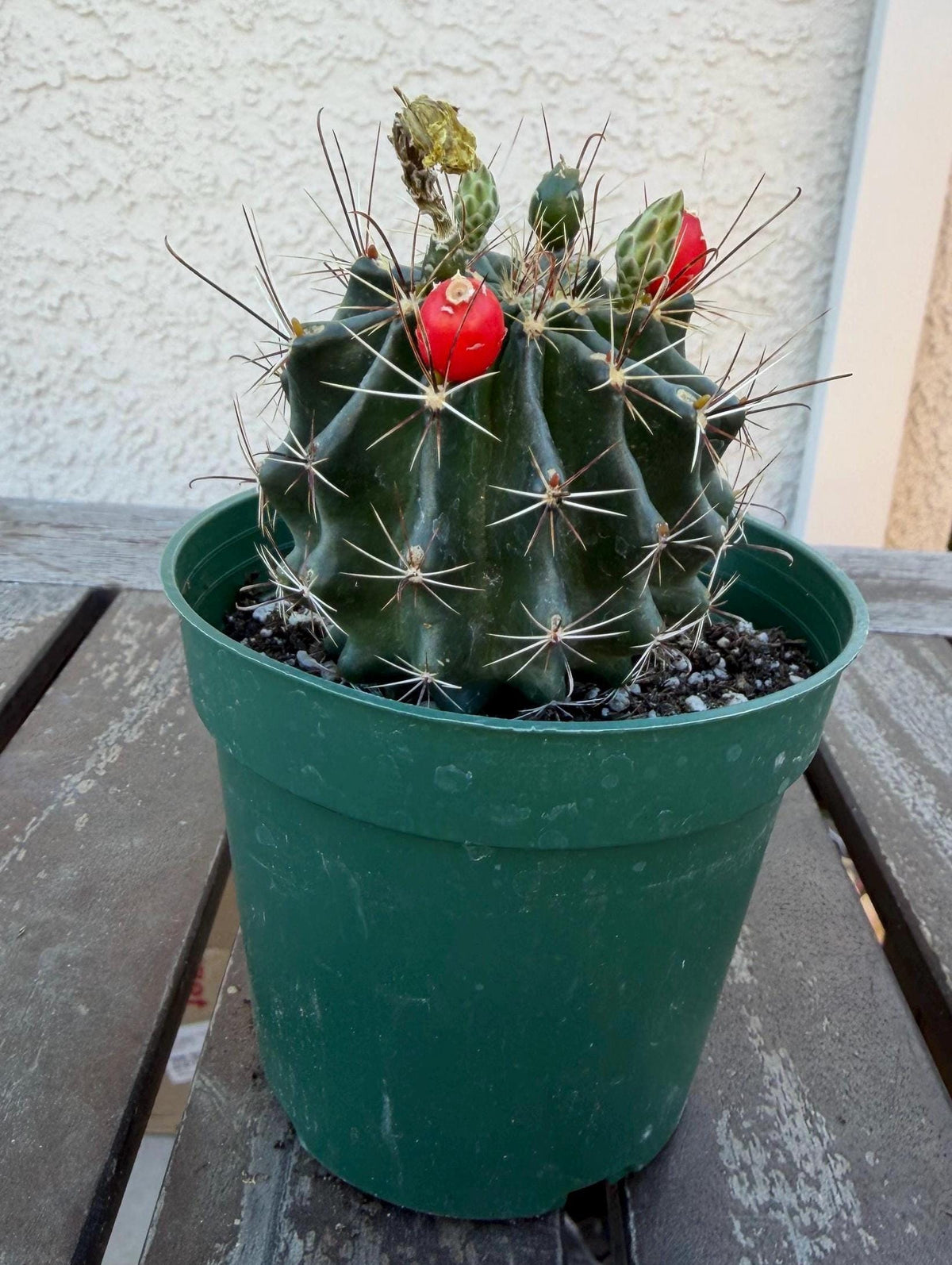 Hematocactus setispinus cv. brevispinus 4" – Rare Mini Cactus | Live Desert Plant | Easy-Care Succulent | Collector’s Cactus