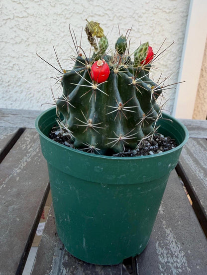 Hematocactus setispinus cv. brevispinus 4" – Rare Mini Cactus | Live Desert Plant | Easy-Care Succulent | Collector’s Cactus