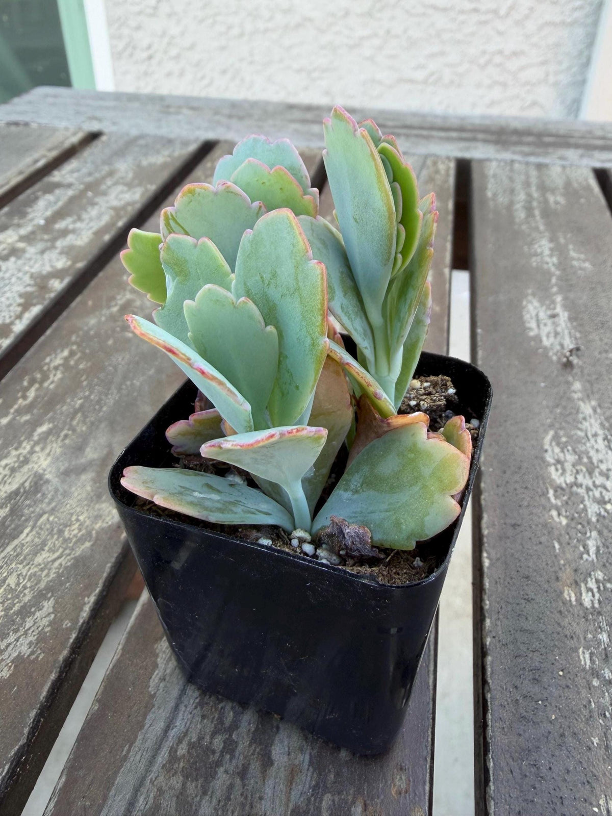 Kalanchoe Scallops 2” | Mother of Thousands Variety | Live Succulent Plant