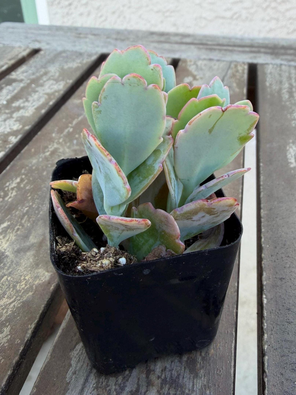 Kalanchoe Scallops 2” | Mother of Thousands Variety | Live Succulent Plant
