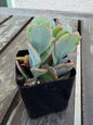 Kalanchoe Scallops 2” | Mother of Thousands Variety | Live Succulent Plant