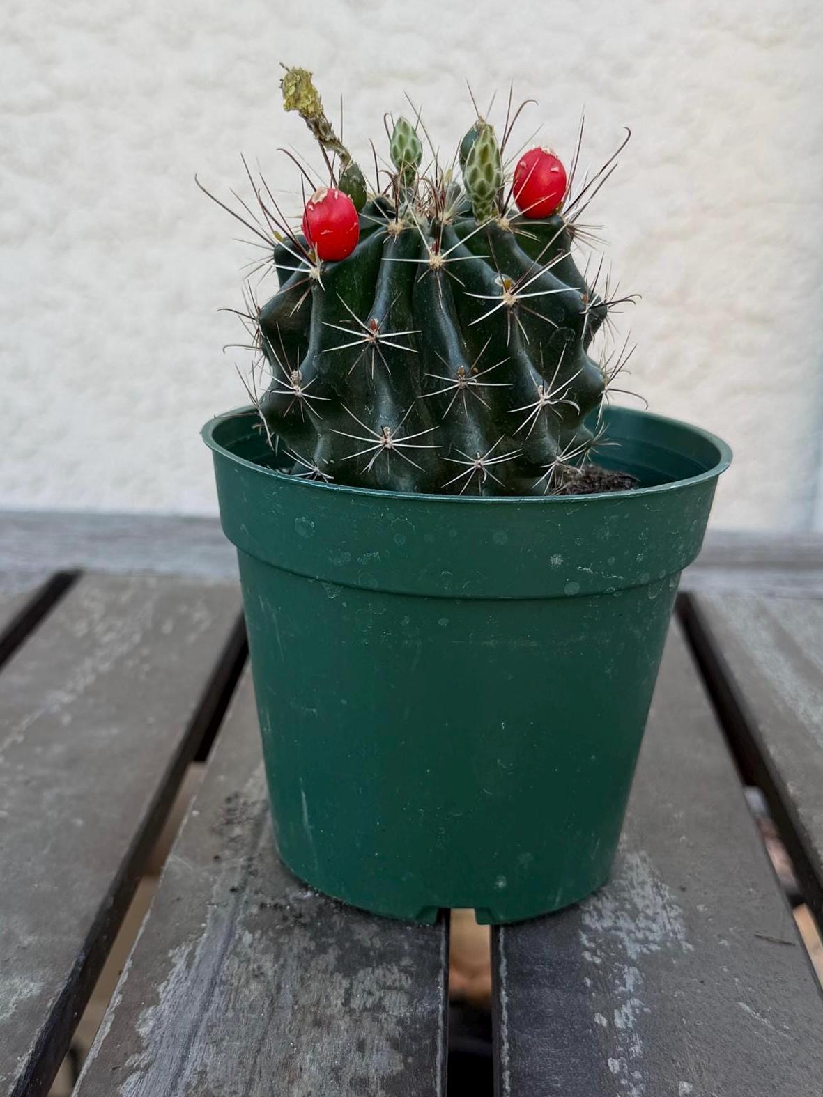Hematocactus setispinus cv. brevispinus 4" – Rare Mini Cactus | Live Desert Plant | Easy-Care Succulent | Collector’s Cactus