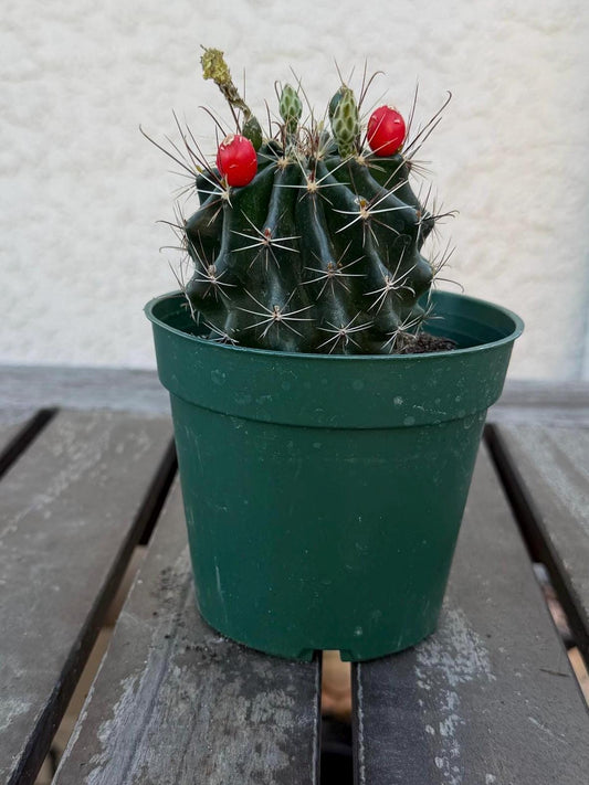 Hematocactus setispinus cv. brevispinus 4" – Rare Mini Cactus | Live Desert Plant | Easy-Care Succulent | Collector’s Cactus