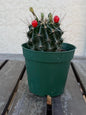 Hematocactus setispinus cv. brevispinus 4" – Rare Mini Cactus | Live Desert Plant | Easy-Care Succulent | Collector’s Cactus
