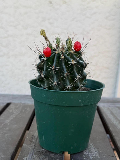 Hematocactus setispinus cv. brevispinus 4" – Rare Mini Cactus | Live Desert Plant | Easy-Care Succulent | Collector’s Cactus