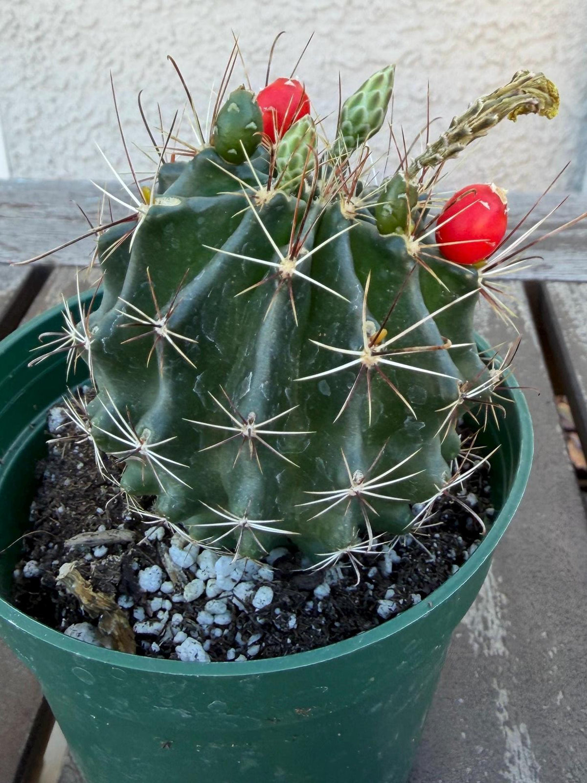 Hematocactus setispinus cv. brevispinus 4" – Rare Mini Cactus | Live Desert Plant | Easy-Care Succulent | Collector’s Cactus