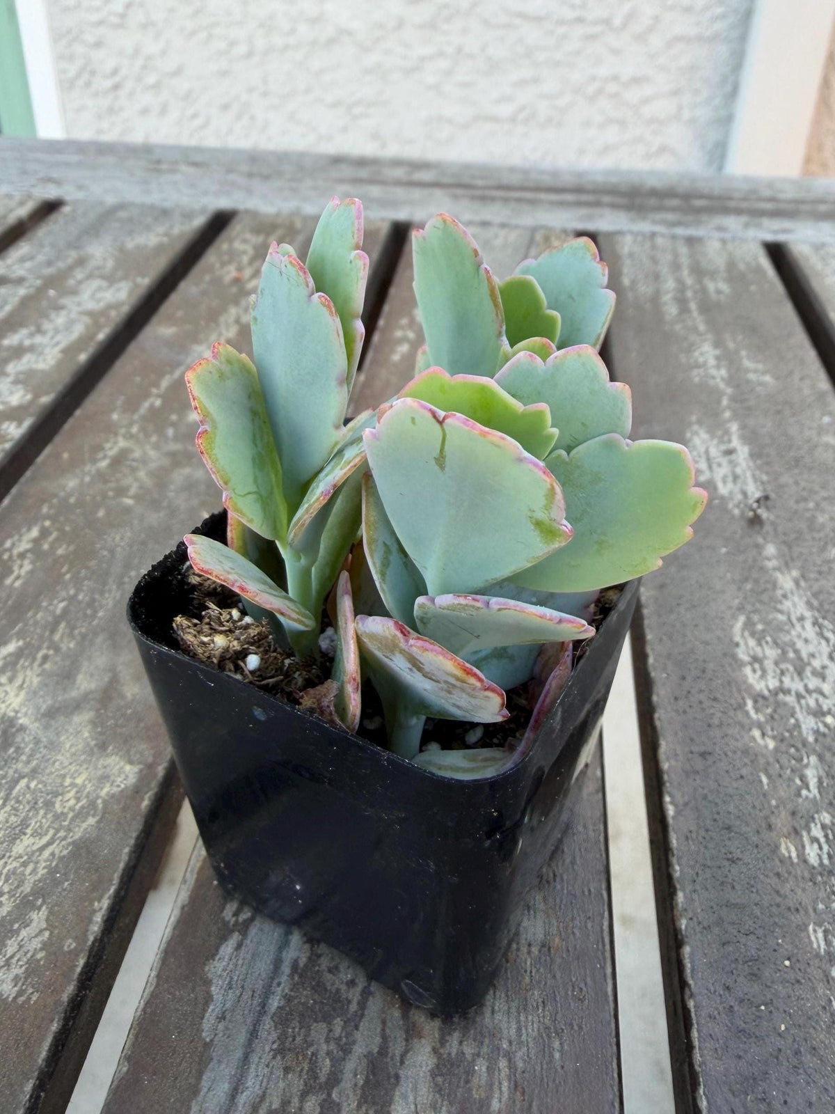 Kalanchoe Scallops 2” | Mother of Thousands Variety | Live Succulent Plant