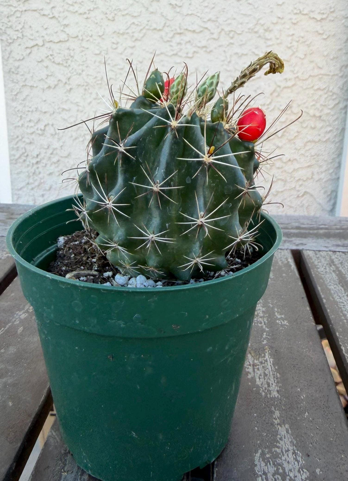 Hematocactus setispinus cv. brevispinus 4" – Rare Mini Cactus | Live Desert Plant | Easy-Care Succulent | Collector’s Cactus