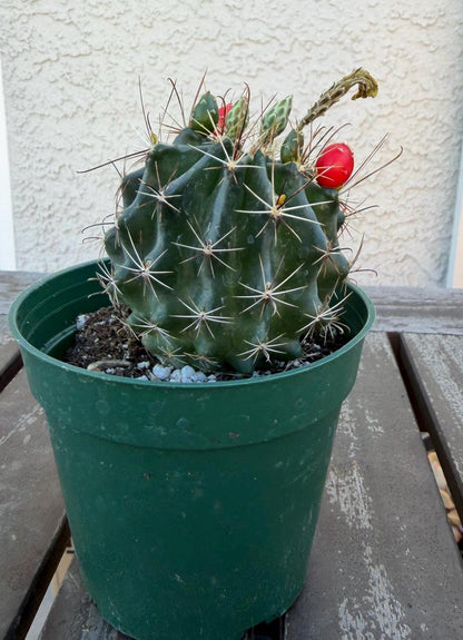 Hematocactus setispinus cv. brevispinus 4" – Rare Mini Cactus | Live Desert Plant | Easy-Care Succulent | Collector’s Cactus
