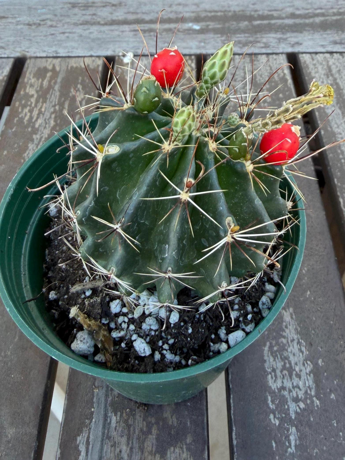 Hematocactus setispinus cv. brevispinus 4" – Rare Mini Cactus | Live Desert Plant | Easy-Care Succulent | Collector’s Cactus