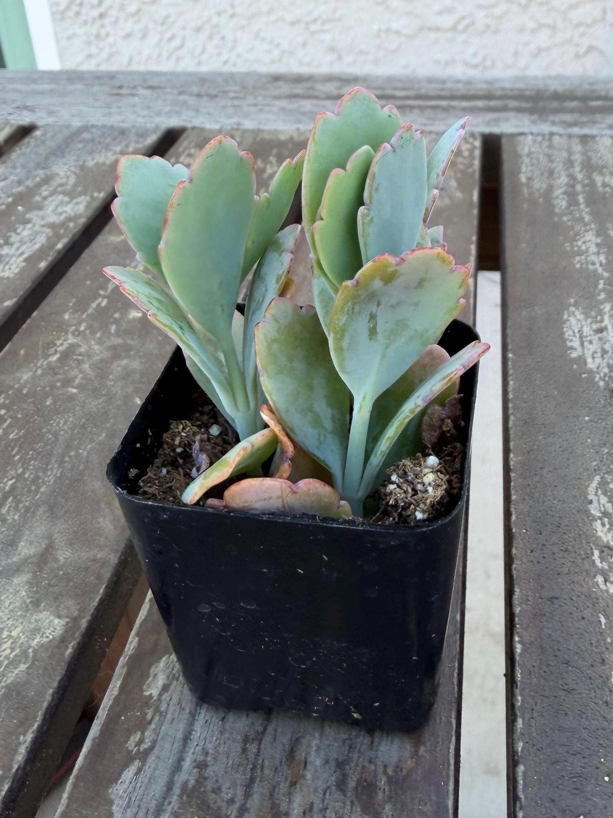 Kalanchoe Scallops 2” | Mother of Thousands Variety | Live Succulent Plant