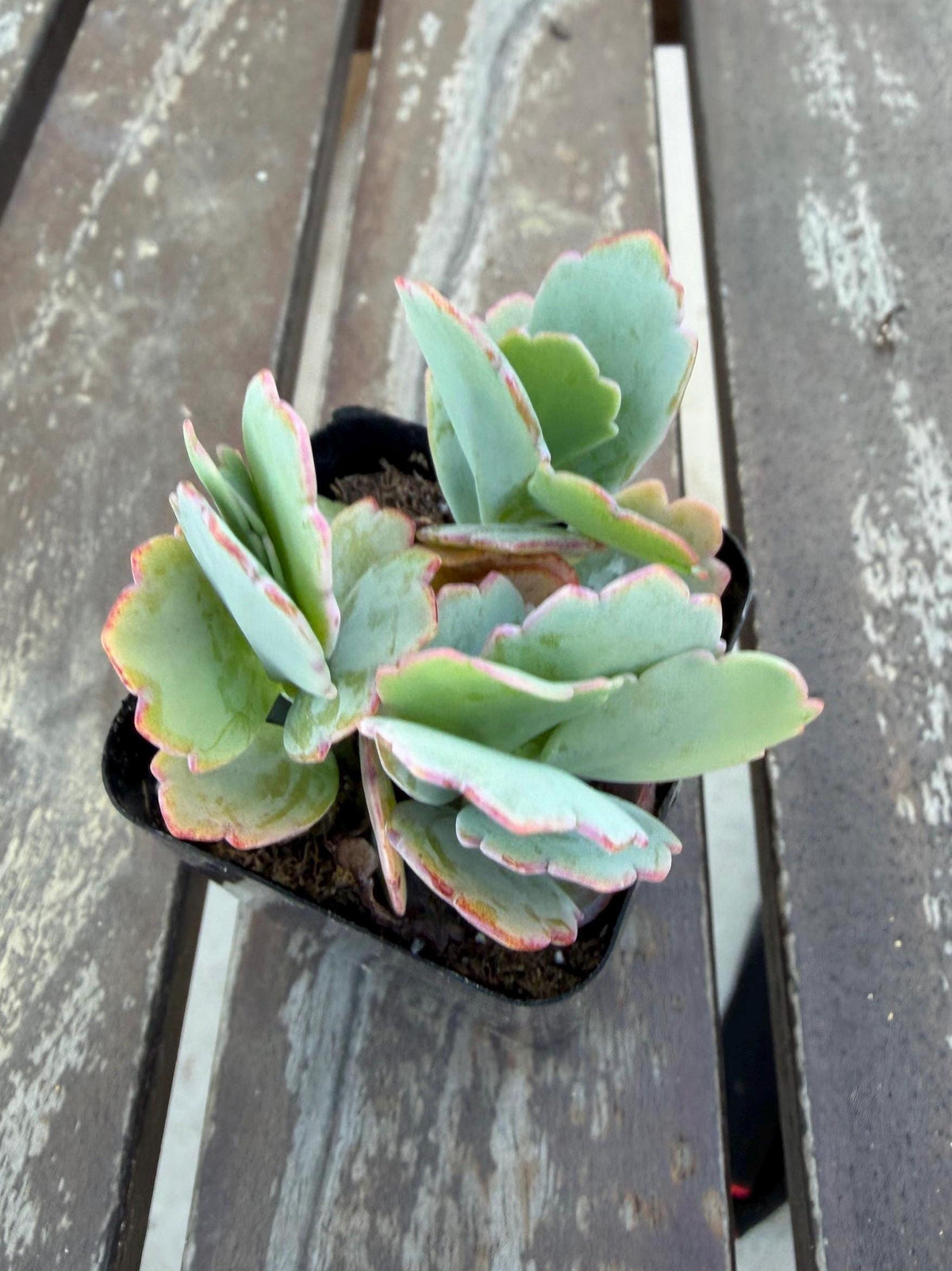 Kalanchoe Scallops 2” | Mother of Thousands Variety | Live Succulent Plant