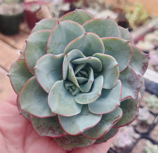 Echeveria Atlantis 2” | Live Succulent