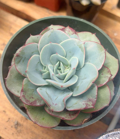 Echeveria Atlantis 2” | Live Succulent