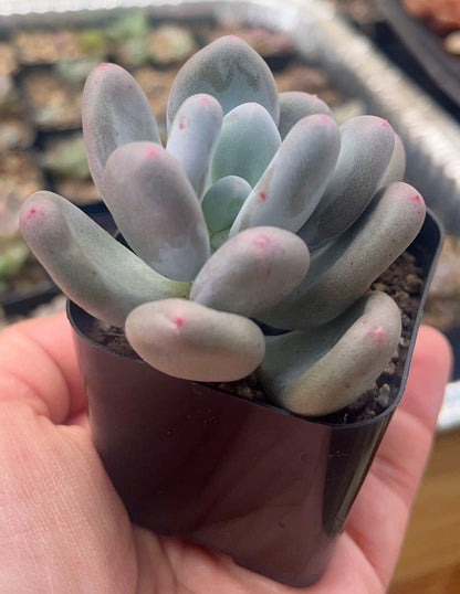 Pachyphytum Oviferum (Blue/Lavender Moonstone) | Rare Succulent | Live Plant