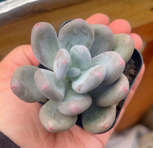 Pachyphytum Oviferum (Blue/Lavender Moonstone) | Rare Succulent | Live Plant