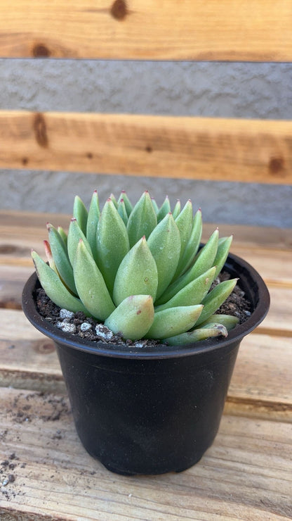 Echeveria agavoides  2” Succulent  Compact Rosette  Live Indoor Plant  Easy‑Care