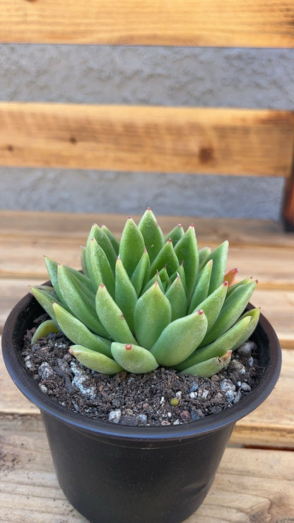 Echeveria agavoides  2” Succulent  Compact Rosette  Live Indoor Plant  Easy‑Care