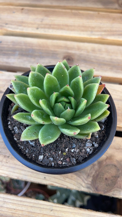 Echeveria agavoides  2” Succulent  Compact Rosette  Live Indoor Plant  Easy‑Care