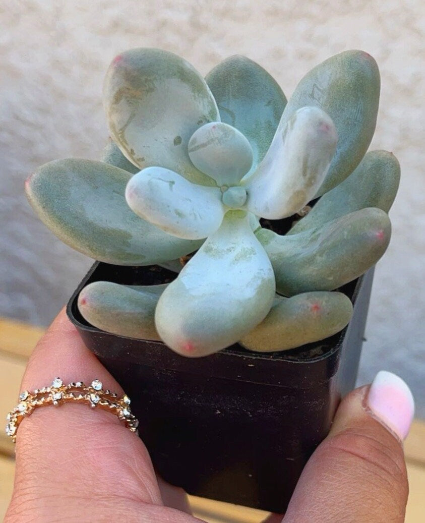 Pachyphytum Oviferum (Blue/Lavender Moonstone) | Rare Succulent | Live Plant