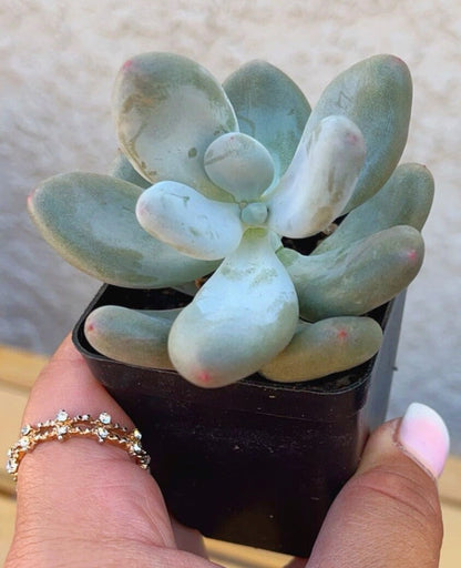 Pachyphytum Oviferum (Blue/Lavender Moonstone) | Rare Succulent | Live Plant