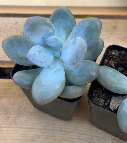 Pachyphytum Oviferum (Blue/Lavender Moonstone) | Rare Succulent | Live Plant