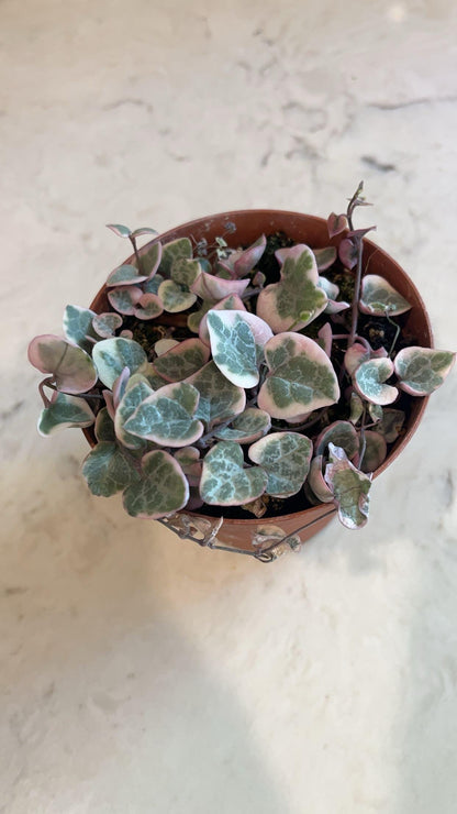 Pink Variegated String of Hearts 4” | Ceropegia Woodii Pink | Rare Trailing Plant