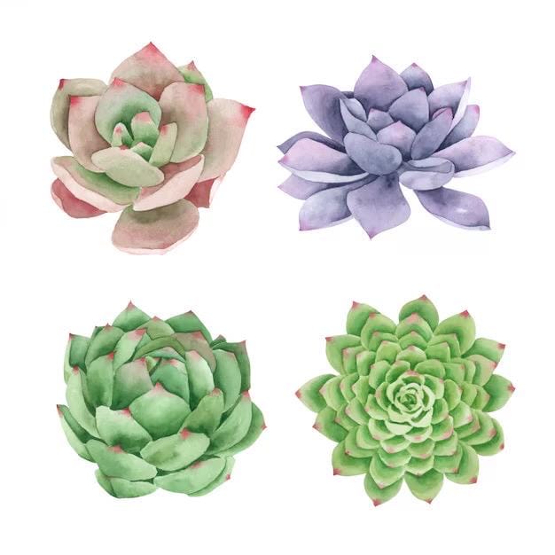 Succulent Variety 4 pack- Random Assortment
