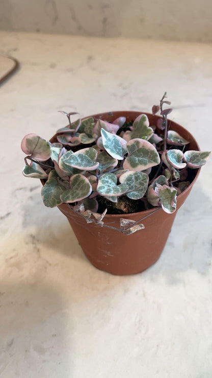 Pink Variegated String of Hearts 4” | Ceropegia Woodii Pink | Rare Trailing Plant