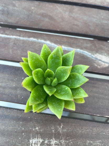 Echeveria agavoides  2” Succulent  Compact Rosette  Live Indoor Plant  Easy‑Care