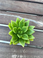 Echeveria agavoides  2” Succulent  Compact Rosette  Live Indoor Plant  Easy‑Care
