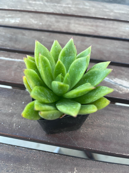 Echeveria agavoides  2” Succulent  Compact Rosette  Live Indoor Plant  Easy‑Care
