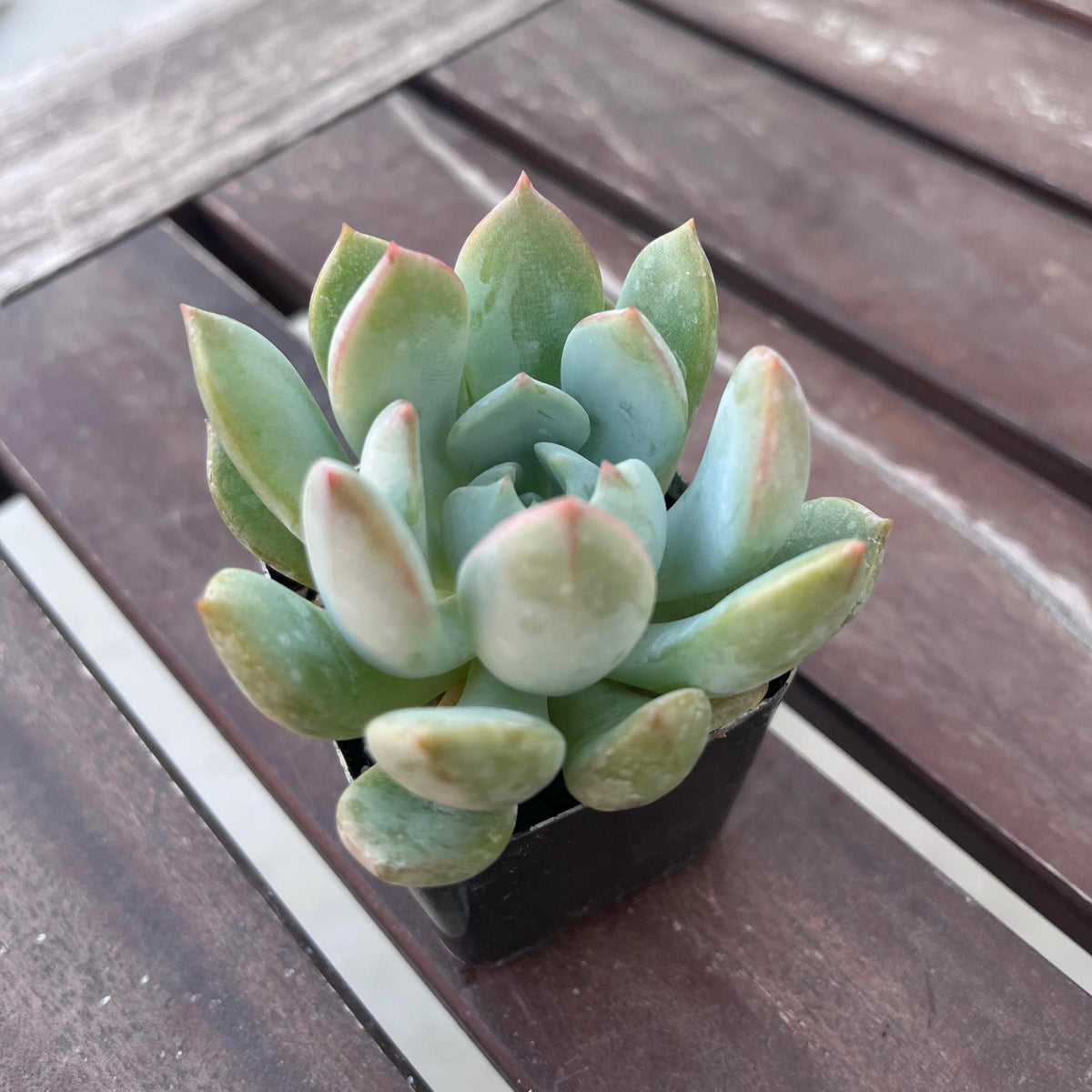 Graptoveria Moonglow Succulent 2"